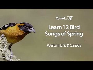 Learn 12 Bird Songs of Spring: Western U.S. & Canada