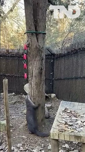 Otters at the Mesker Park Zoo in Indiana were challenged with how to get their treats