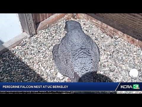 LIVE | Here's a live look at the peregrine falcon nest at UC Berkeley