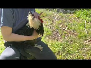 Working with an Aggressive Rooster: On Location
