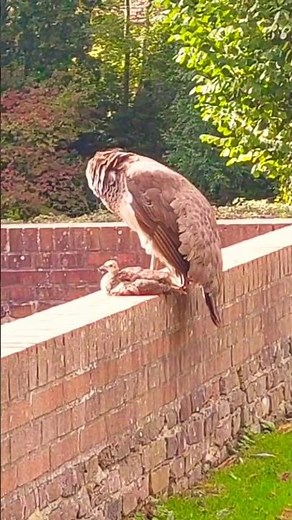 Stunning Peacock Family Cleans Themselves | NaturePower Wildlife Shorts