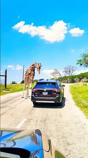 Wild Safari in Texas! Feeding Giraffes at Fossil Rim Wildlife Center | Glen Rose Adventure #safari