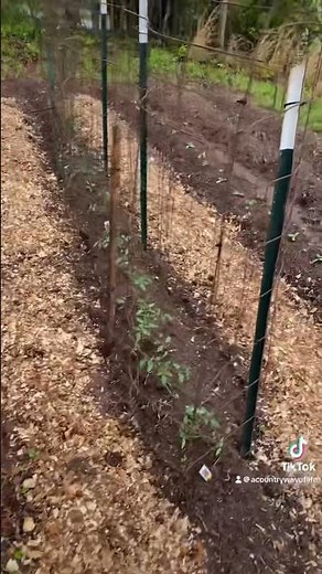 How To Use Chicken Manure In Your Garden #manure #garden #chicken #fertilizer