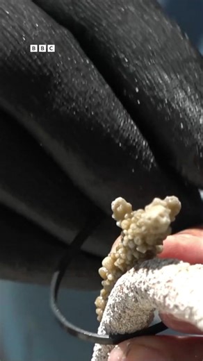 These indigenous women are restoring a coral reef in Indonesia, damaged by a grounded cruise ship. 🎧 Ways scientists are hoping to save the world's coral reefs: https://youtu.be/o6m7lPorVMg | BBC World Service