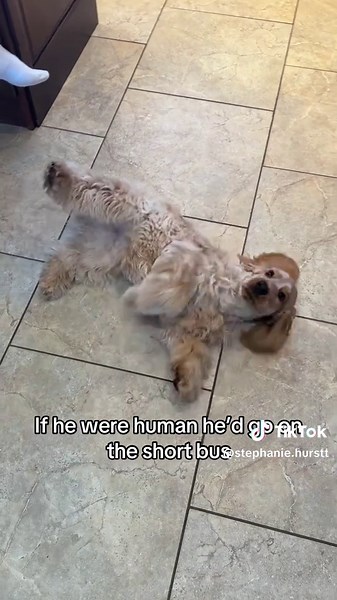 my little window licker 🥰#puppy #dog #englishcocker #cockerspaniel #funny