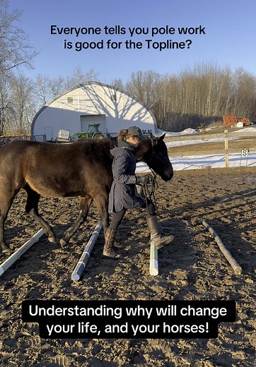 Enhance Horse Muscle Development with Pole Work Techniques