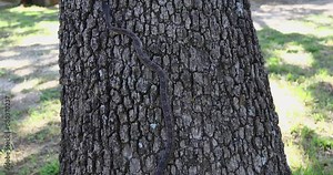 This is a static video of a Western Rat Snake Pantherophis obsoletus climbing a tree.