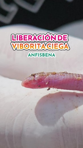 Liberación de Viborita de Cristal: ¡Conoce a la Amphisbaenia!