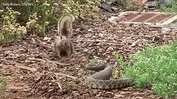 Brave squirrel fights off rattlesnake in dramatic caught-on-camera battle