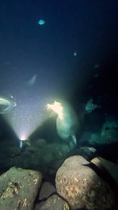Surprise, surprise! 👀 What do you think was going through this seal's mind when he spotted the manta ray? 🎥 IG 'thesharkmermaid'#scubadiving #nightdive #marinelife | PADI