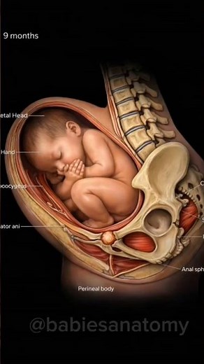 Fetal Position at 9 Months: Pelvic Anatomy During Late Pregnancy #PregnancyAnatomy #Fetal #Pregnant