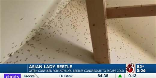 Swarms of Asian lady beetles hit our region
