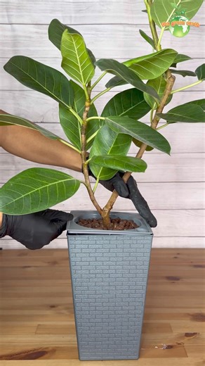 Newly Repotted Rubber Tree #rubberplant #rubbertree #ficus #ficuselastica #plants #houseplant #indoorplants #gardening #thegreenearth | The Green Earth