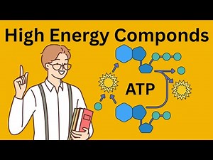 High Energy Compounds | ATP, GTP, Phosphagens & Cellular Energy Explained