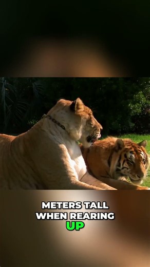 Liger: The Giant Hybrid Beast You Won't Believe.