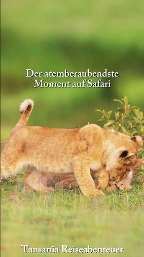 Löwenbabys in der Serengeti | Der emotionalste Moment deiner Safari #Safari #Urlaub #Löwenbabys