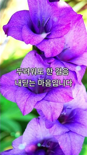 오늘 당신의 꽃, 글라디올러스🌸 용기