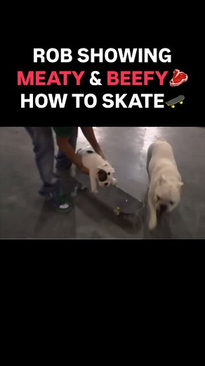 Memes on Current Events on Instagram: "Rob Dyrdek’s bulldogs, Beefy and Meaty, became unofficial mascots of his Fantasy Factory and skateboarding world — and their skateboarding skills are genuinely impressive. Both bulldogs learned to cruise on skateboards around the massive skatepark Rob built, blending their natural low center of gravity and sturdy builds with some serious training. Meaty, in particular, gained a fan following for confidently riding around, even dodging obstacles and followin