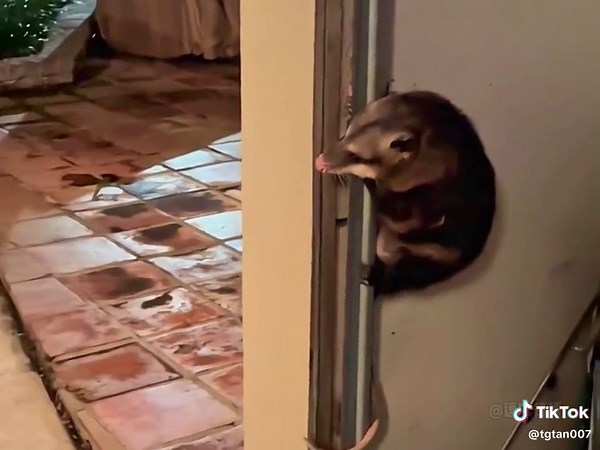 Funny Possum and Cat Encounter on Patio