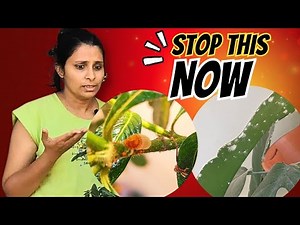 Scale Insects vs Mealy Bugs – How to Identify & Eliminate Them Permanently