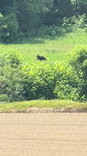 ヒグマが仁王立ちする瞬間｜立ち上がるヒグマの映像解説