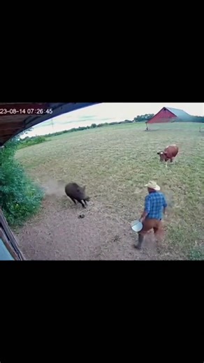 Boar Attacks Farmer Then Another Boar Appears — Shocking Farm CCTV Footage