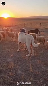 🐕⚡ Chase at Sunset 🐆 A cheetah slips toward the flock at dusk — but two Kangals charge without hesitation. Speed meets courage in the fading light, and the hunt turns into a stand-off 🔥🌅 #flockwar #kangal #cheetah #guardianDogs #sheeplife #predatorvsdog #shepherdlife #wildlife #naturebattle #animalsurvival #farmdogs #viral #virareel #viralreels #viralvideo #viralvideos | FlockWar