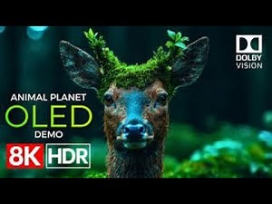 Planet of Animals 4K Video ULTRA HD | Scenic Wildlife 4K HDR at 60FPS | Dolby Vision