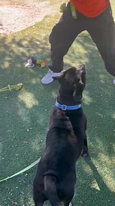BILLY RAY WAS ADOPTED TODAY - 11/19/25! THANK YOU TO THE ADOPTER(S) AND OUR COMMUNITY! BILLY RAY (A2455671) is on the euthanasia list for Wednesday, 11/19/25! This playful, engaging, 18 months-old, Australian cattle dog-mix dog will be euthanized due to OVERALL DECLINING QUALITY OF LIFE! BILLY RAY has such a LARGE personality – his presence just fills the yard! He was playful and engaging throughout his entire time out! He loved getting back scratches, playing fetch, and receiving treats! He onl