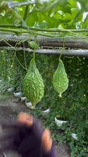 Let's harvest bitter gourd from backyard 🌶🫛 #gardening #agriculture #farming #satisfying #vegetables