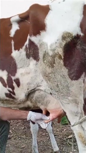 Teat Obstruction in Cow – Causes, Symptoms & Treatment | Dr. Sattar Vet