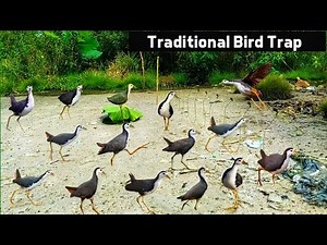 Safe and Simple Bird Trap – Perfect for Beginners#BirdTrapZone