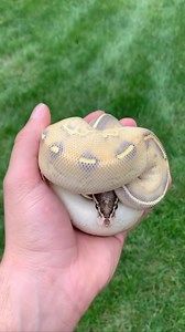 9.7K views · 319 reactions | Hellcat the Highway doing Ball Python things #ballpython #royalpython #reptile #reptilesofinstagram #reptiles #snake #snakes #pets #petsofinstagram #pet #bloodpython #burmesepython #carpetpython #reticulatedpython #boaconstrictor #leopardgecko #crestedgecko #beardeddragon #animals #wildlife #bof #recessivegang #ballpythons #royalpythons #reels | BALLS of FURY | Facebook
