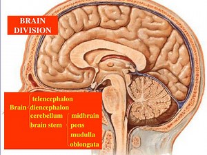 BRAIN DIVISION - SlideServe