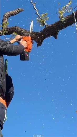 High-Altitude Chainsaw Wood Cutting | Pro Operation Tips