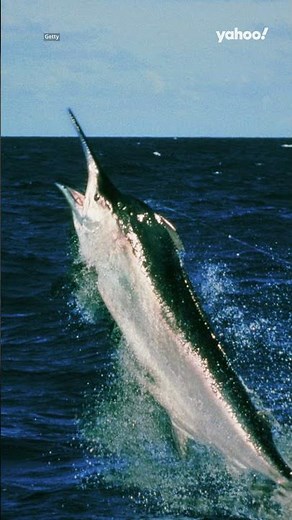 Aussie fisherman stunned after marlin's 13,600km journey makes history | #yahooaustralia