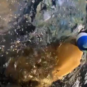 Even sharks receive training! 🦈 Zebra sharks are fed this way to make sure they each get their fill, while also reinforcing target training behaviors in a rewarding way. Feeding zebra sharks is similar to feeding vacuum cleaners with teeth: they suck in the squid or fish before crushing it with their powerful teeth. In the wild, these sharks can squeeze into narrow crevices in the reef to reach prey inside. | Shedd Aquarium