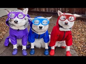 When your dog loves wearing colorful clothes 😂 Funny Dog Videos