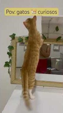 POV: Cats inspect every service #subscribe #cats #like #cat #pets #ilovecats