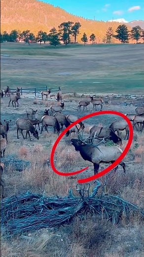 Powerful Antlers, Wild Beauty | Elk in the Mountains ⛰️