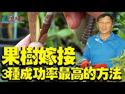 Learn Grafting Fast! 3 Easiest Methods + Expert Shows Persimmon Tree Step-by-Step