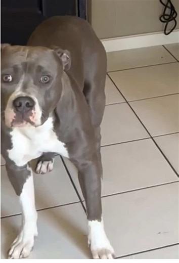 Confused Dog Reacts Hilariously to Everyday Situations