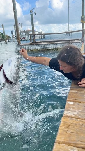 689K views · 10K reactions | When you feel lucky 藍 Giant Tarpon jumping • • • #florida #wild #adventure #reelsinstagram #fish #tarpon #jumping #fun #animals #wildlife | The Reptile Zoo | Facebook
