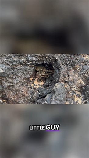 10K views · 49 reactions | Exploring a Secret Beach - Tide Pools, Crabs, and Waves! | Jenny Appleford | Facebook