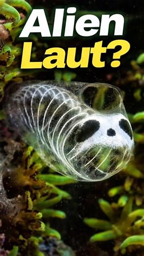 This Alien Sea Creature Is 100% Real 😳 #OceanMystery #SeaAlien #DeepSea #shorts