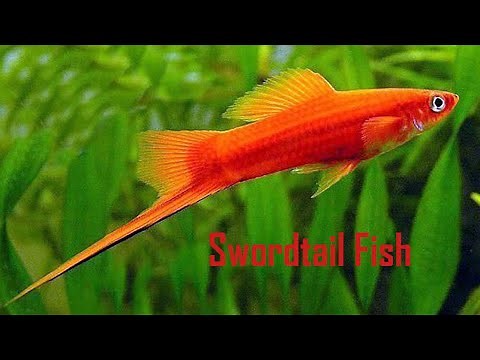 30 Different types of beautiful Swordtail fish varieties