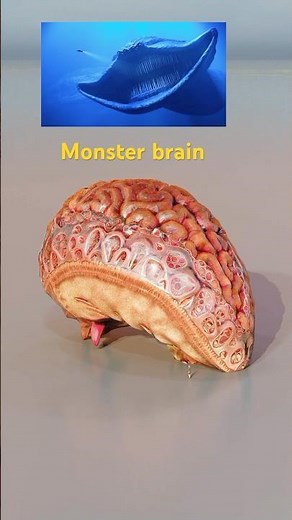 Monster brain size comparison #monster #animation #sizecomparison