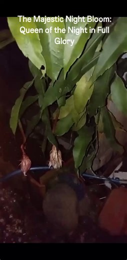 Experience the rare and breathtaking moment when the Queen of the Night flower (Epiphyllum oxypetalum) blooms. This captivating cactus is known for its large, fragrant white flowers that only open once a year, and only for a single night! The video beautifully captures the flower's journey from a closed bud to its magnificent, fully-open form, highlighting the delicate petals and stunning central stamen structure. A true marvel of nature's ephemeral beauty. | Fishing Adventur