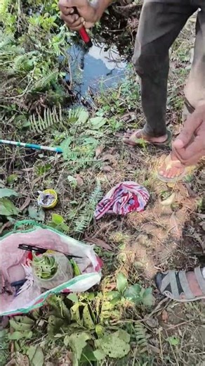 Climbing Perch 🐟 Hunting 🎣@prbfishing