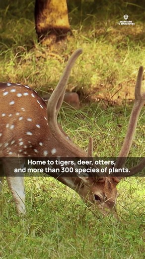 Sundarbans: The Living Shield Against the Sea